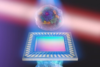 Nghiên cứu mới bác bỏ kiến thức chuẩn về quá trình xử lý trong tế bào