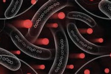 Vi khuẩn từ tính phân phối thuốc đúng vị trí bị bệnh