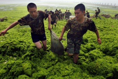 Sáng chế "biến" tảo lam độc hại thành bột protein