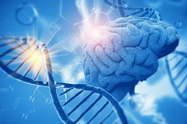 Những vùng gene góp phần vào sự phát triển nhận thức