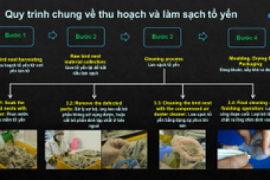 Robot làm sạch tổ yến