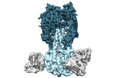 Vaccine chống mọi chủng cúm có kết quả thử nghiệm hứa hẹn