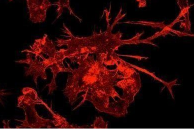 Giải đáp bí ẩn về phản ứng miễn dịch của con người