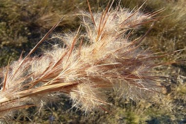 Lần đầu tìm thấy các chất ức chế tế bào ung thư trong cỏ lau