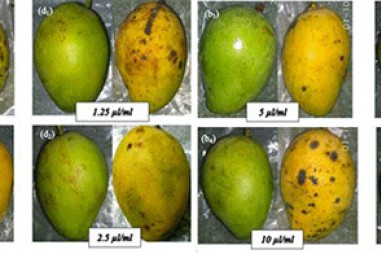 Bảo quản thực phẩm bằng màng sinh học kết hợp tinh dầu thực vật