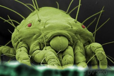 Các nhà nghiên cứu khám phá cách thức thuốc trừ sâu sinh học chống nhện ve