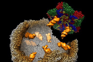 Làm sáng tỏ bí ẩn giúp virus lây nhiễm