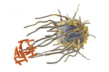 Nhịp sinh học có thể được dùng để kiểm soát các tế bào hệ miễn dịch