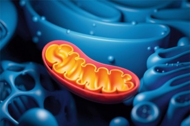 Phát triển thiết bị chuyển ty thể thông lượng cao