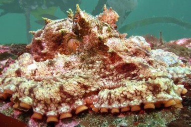 Bạch tuộc có khả năng thích nghi với biến đổi khí hậu không?