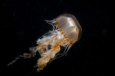 Tiềm năng chữa ung thư của nọc độc sứa