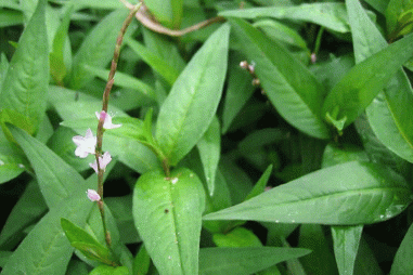 Bảo quản tôm thẻ chân trắng bằng dịch chiết từ rau răm