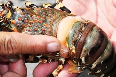 Giải pháp kỹ thuật và quản lý phòng trị bệnh sữa trên tôm hùm nuôi lồng