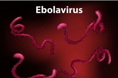 Nghiên cứu chế tạo bộ kit chẩn đoán EBOV bằng kỹ thuật Realtime - RT – PCR