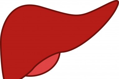 Phát triển ống dẫn mật mini để sửa chữa gan người