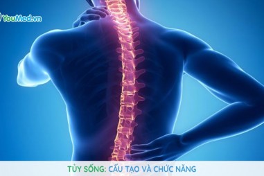 Những liệu pháp chữa tủy sống đầy hứa hẹn