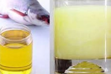 Sản xuất biodiesel từ mỡ cá tra