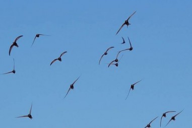 Nghiên cứu về khai thác và phát triển nguồn gen chim yến đảo của Việt Nam