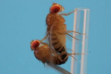 Cách hình thành các protein “ không có gì”