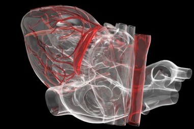 Các van tim do phòng thử nghiệm tạo ra có thể phát triển trong cơ thể người nhận