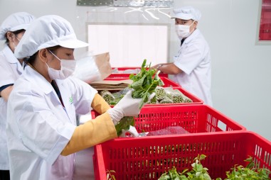 Đẩy mạnh đầu tư nhằm nâng cao năng lực chế biến rau quả