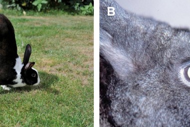 Gen cần thiết để thỏ có thể nhảy được