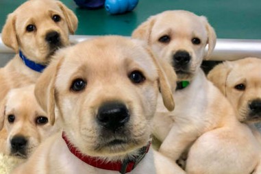 Vì sao chó hiểu ngôn ngữ cơ thể của con người