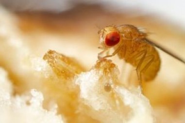 Một số động vật cảm nhận được cấu trúc sạn trong thức ăn của chúng