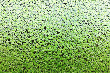 Tạo chất màu từ bèo tấm