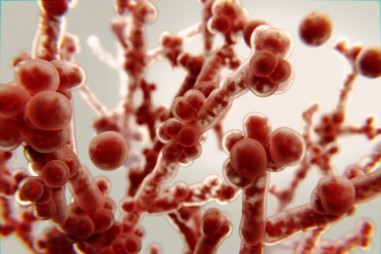 Manh mối về nguồn gốc của mầm bệnh kháng kháng sinh