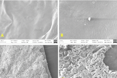 Tạo tấm tế bào gốc ứng dụng trong điều trị bệnh tim, giá thể, cấy tế bào.