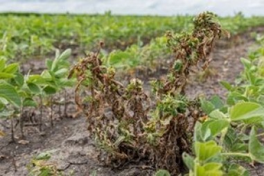 Kỹ thuật mới để chẩn đoán nhanh cỏ dại kháng thuốc diệt cỏ