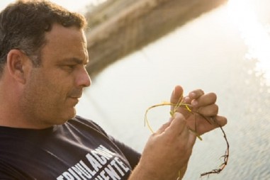 Gạo từ cỏ biển: Nguồn lương thực mới cho tương lai