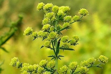 Kết hợp Artermisinin với Aspirian: Hướng đi mới trong bào chế thuốc hỗ trợ điều trị ung thư?