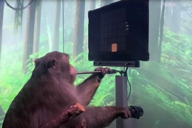 Khỉ chơi điện tử nhờ chip cấy vào não