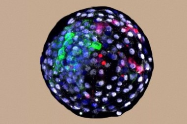 Nuôi cấy phôi lai người-khỉ trong phòng thí nghiệm