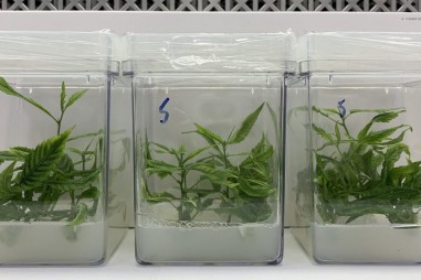 Bước tiến để sản xuất cần sa hiệu quả