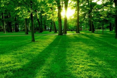 Cỏ biến đổi gene làm sạch đất ô nhiễm tại các địa điểm thử nghiệm quân sự