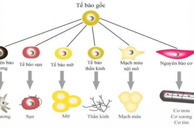 Tạo siêu tế bào gốc khắc phục hiện tượng thải ghép