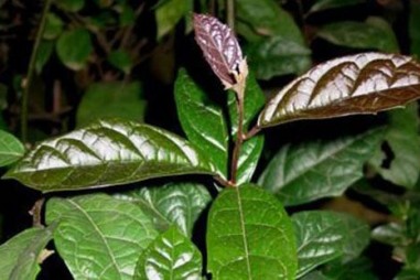 Vật liệu nano từ tính bọc vàng - xạ đen ứng dụng trong sản xuất thuốc điều trị ung thư