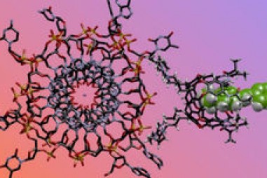 “Mũi hóa học” đánh hơi khác biệt quan trọng trong cấu trúc ADN