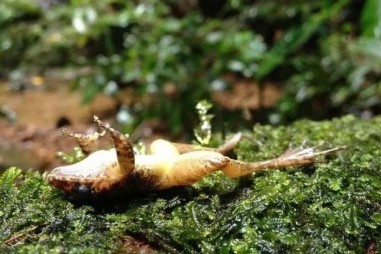 Vì sử dụng ếch để thử thai, con người có thể đã gián tiếp hủy diệt gần một trăm loài lưỡng cư