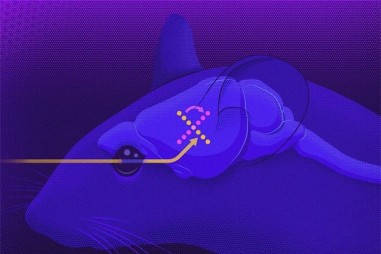 Não bộ “xoay chiều” ký ức để bảo vệ nó khỏi thông tin cảm giác mới