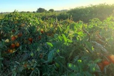 Trồng lương thực bất chấp hạn hán