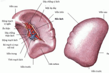 Bệnh viện Nhân dân Gia Định điều trị vỡ lá lách bằng phương pháp làm tắc mạch