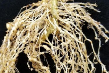 Khám phá gene giúp phát triển cây trồng chống hạn