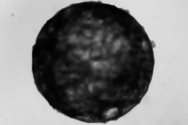 Lần đầu tạo được trái tim mini trong phòng thử nghiệm, đập như tim thật