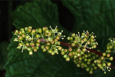 Nghiên cứu di truyền tiết lộ những gì khiến hoa nho trở nên hoàn hảo