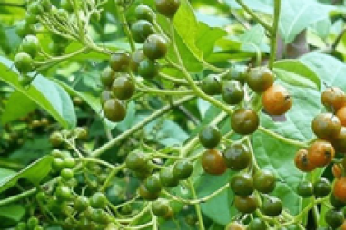 Vật liệu nano từ tính bọc vàng – xạ đen ức chế ung thư