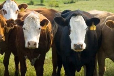 Giảm thiểu phát thải trong ngành chăn nuôi